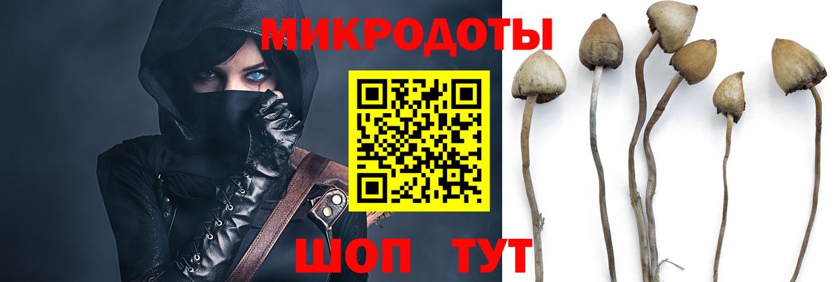 Галлюциногенные грибы Psilocybe Новодвинск